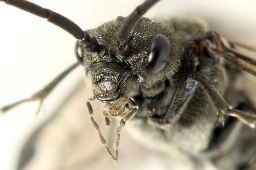 Dolerus nigratus