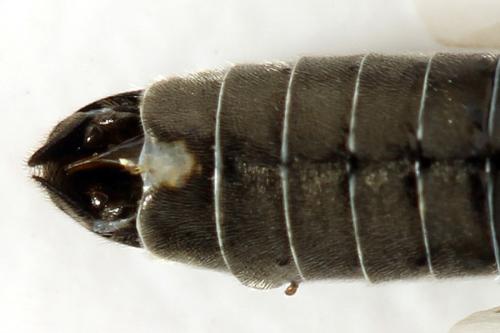 Dolerus nigratus