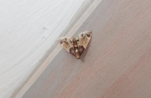 Réf. 312 032 : Pyralis farinalis