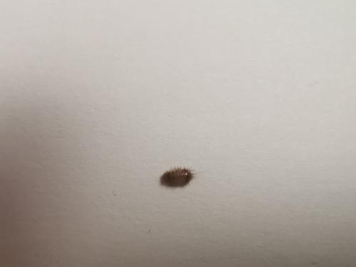 Anthrenus sp.