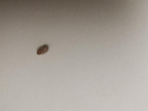 Anthrenus sp.