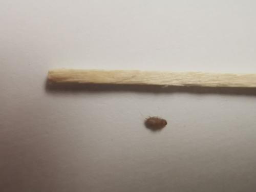 Anthrenus sp.