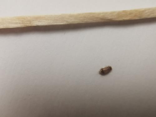 Anthrenus sp.