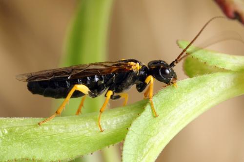 Pamphilius sylvaticus