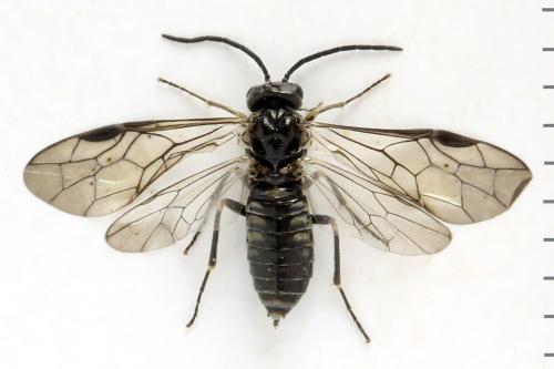 Réf. 312 781 : Empria tridens