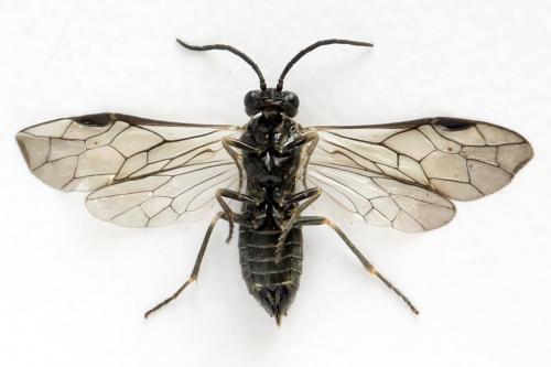 Empria tridens