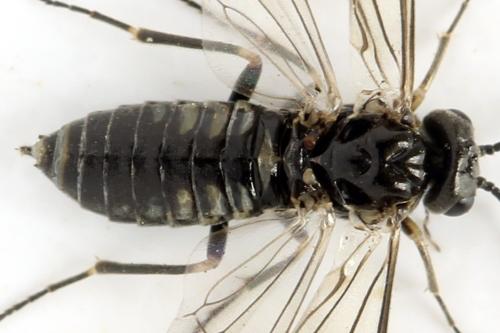 Réf. 312 783 : Empria tridens