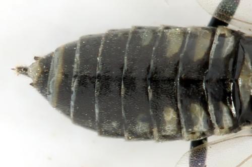Réf. 312 784 : Empria tridens