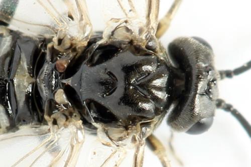 Empria tridens