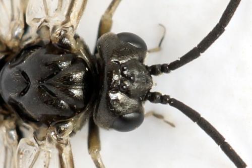 Réf. 312 786 : Empria tridens