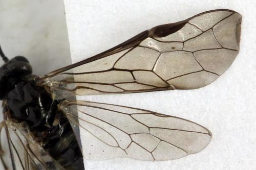 Empria tridens