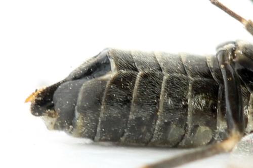 Réf. 312 791 : Empria tridens