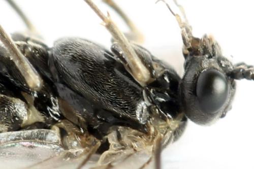 Empria tridens