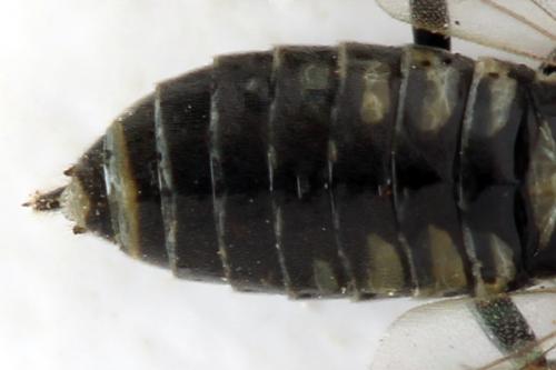 Réf. 312 793 : Empria tridens