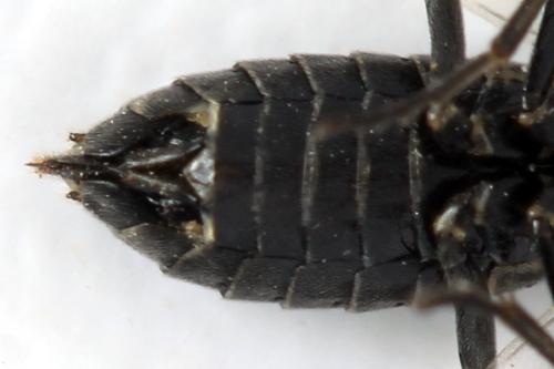 Réf. 312 794 : Empria tridens