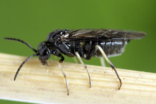 Claremontia alternipes