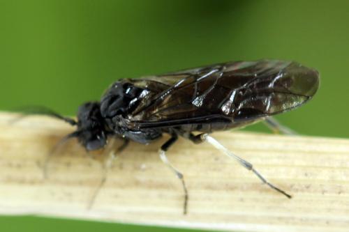 Claremontia alternipes