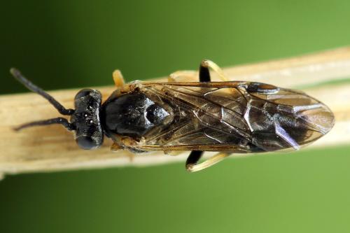 Pristiphora pseudogeniculata