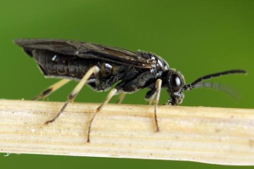 Claremontia waldheimii
