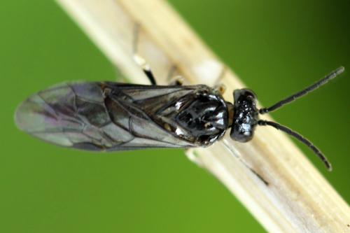 Claremontia waldheimii