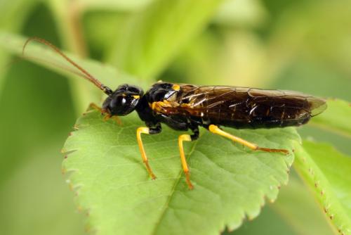 Pamphilius sylvaticus