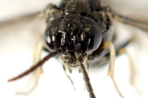 Monophadnus pallescens