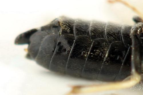 Réf. 312 904 : Monophadnus pallescens