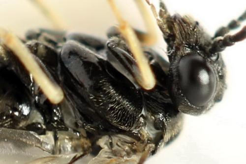 Monophadnus pallescens