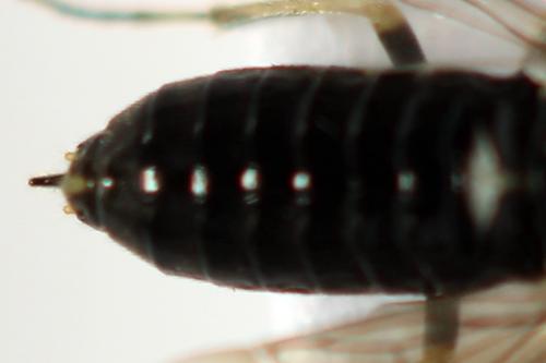 Monophadnus pallescens