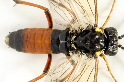 Réf. 312 602 : Aglaostigma aucupariae