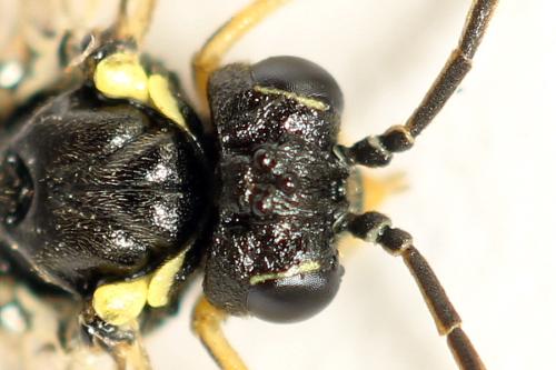 Réf. 312 604 : Aglaostigma aucupariae