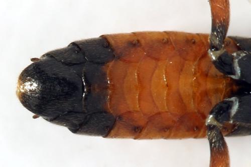 Réf. 312 614 : Aglaostigma aucupariae