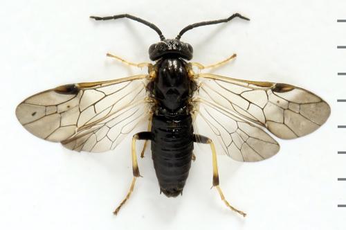 Réf. 312 722 : Pristiphora pseudogeniculata