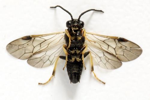 Réf. 312 724 : Pristiphora pseudogeniculata