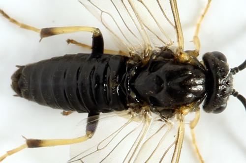 Réf. 312 725 : Pristiphora pseudogeniculata