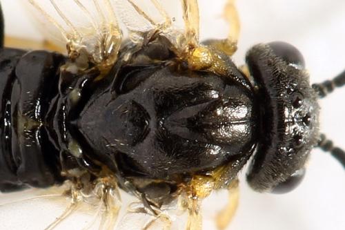 Réf. 312 726 : Pristiphora pseudogeniculata