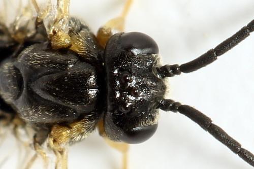 Réf. 312 727 : Pristiphora pseudogeniculata