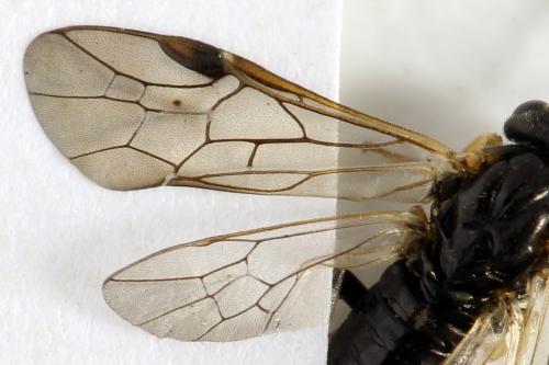 Réf. 312 728 : Pristiphora pseudogeniculata