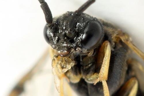 Réf. 312 731 : Pristiphora pseudogeniculata