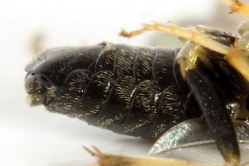 Réf. 312 732 : Pristiphora pseudogeniculata