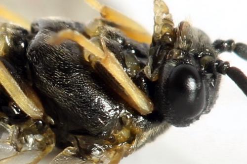 Réf. 312 733 : Pristiphora pseudogeniculata