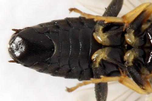 Réf. 312 735 : Pristiphora pseudogeniculata
