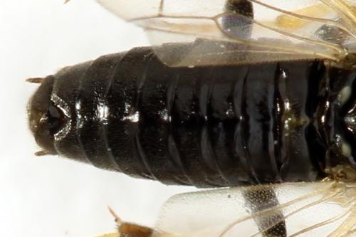 Réf. 312 734 : Pristiphora pseudogeniculata