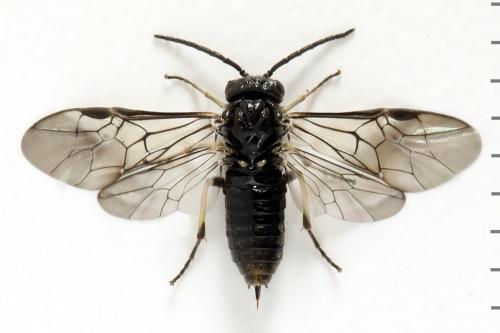 Claremontia waldheimii