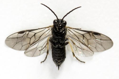 Claremontia waldheimii