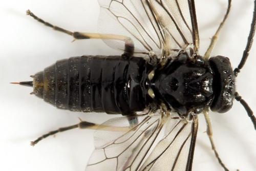 Claremontia waldheimii