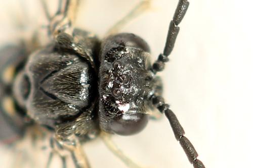 Claremontia waldheimii