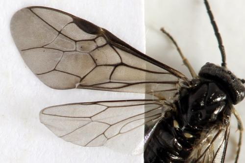 Claremontia waldheimii