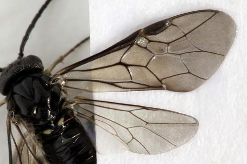 Claremontia waldheimii