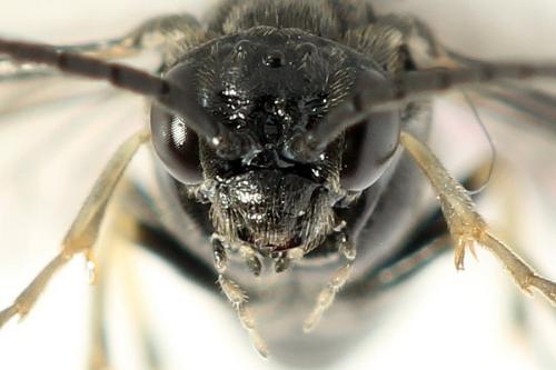 Claremontia waldheimii